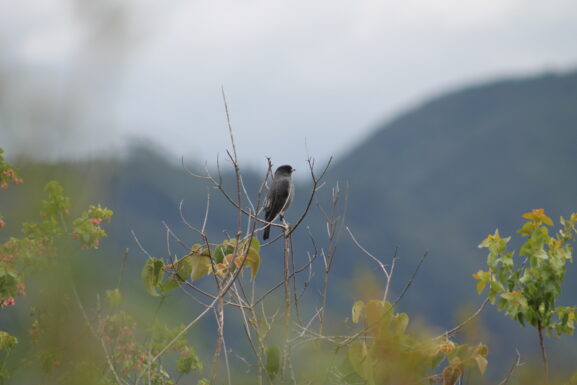 Festival de Aviturismo Comunitario y Ciencia Participativa, Guardianas del río Bogotá 2 Cotinga Crestarroja Ampelion rubrocristatus 1 1